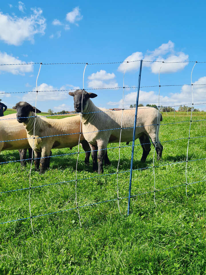 AKO Schafsnetz TitanNet Premium Vario